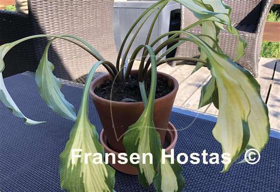 Hosta Hawaiian Luau